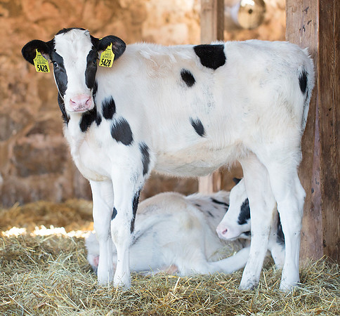 Aburn 2561G (Bombero x Mogul Amber)