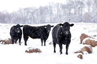 Whitetail Valley_Winter